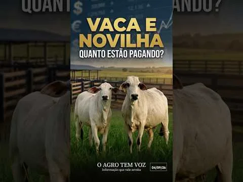 Quanto está a arroba da vaca? Confira o preço hoje #pecuaria #mercado