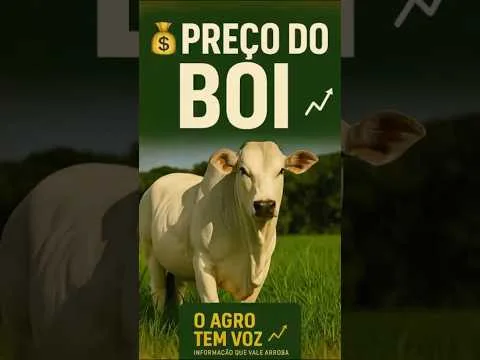 Onde a arroba está mais cara? Confira o ranking #agro #pecuaria #boi