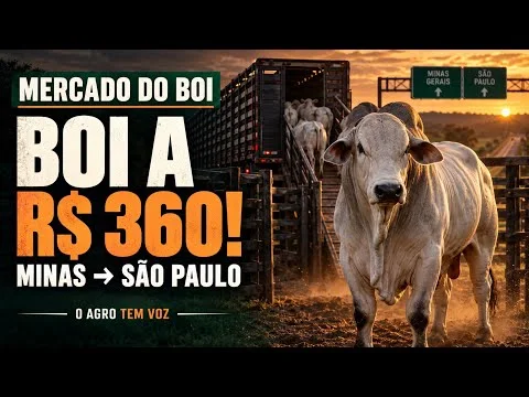 🚨 COTAÇÃO DO BOI GORDO: NEGÓCIO A R$ 360/@ E B3 ACIMA DO MERCADO FÍSICO