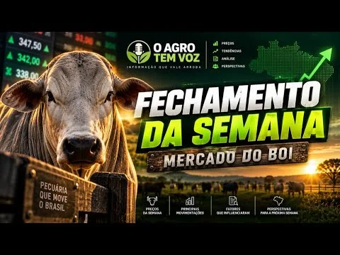 BOI GORDO: B3 CHEGA A R$ 379 | Preços em 17 Estados