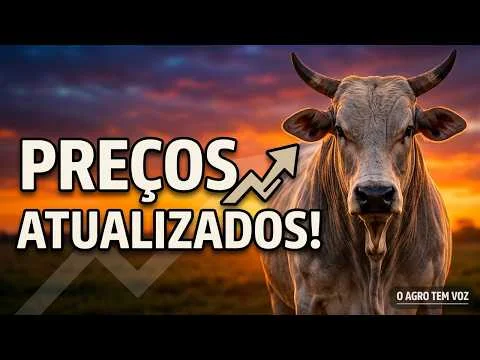 Como está a arroba hoje? Preços atualizados por estado