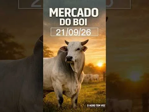 🚨 PREÇO DO BOI GORDO HOJE: COTAÇÕES DO BOI, DA VACA E DA NOVILHA