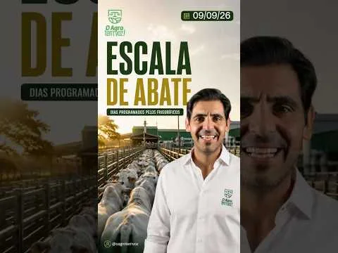 Minas Gerais vs Mato Grosso: quem tem a maior escala de abate? #pecuaria #boi