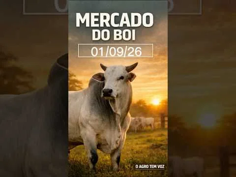 Preço da arroba: como está o mercado hoje? #pecuaria #boi