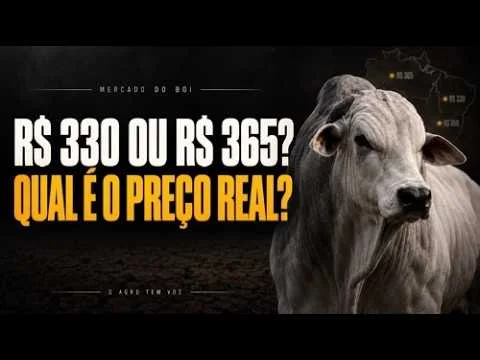 Arroba a R$ 365? Veja o que está acontecendo no mercado