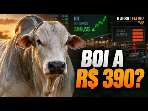 🐂 BOI A R$ 390? O mercado futuro encostou nesse valor,  mas atenção!