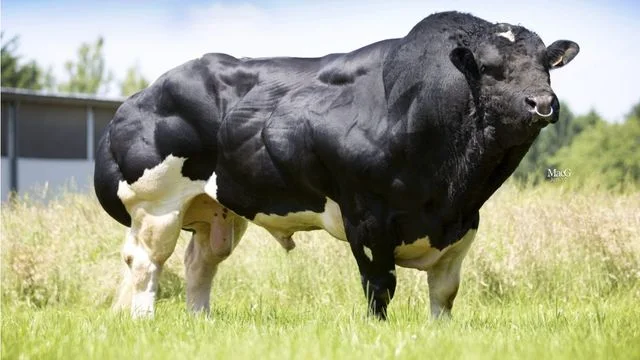 Quantas arrobas tem um boi de 500 kg? Aprenda a calcular
