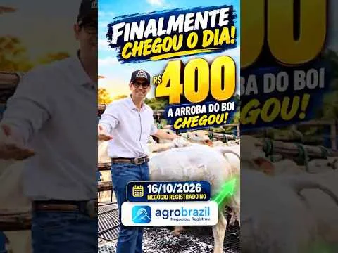 🚨🐂 FINALMENTE CHEGOU! BOI GORDO A R$ 400 A ARROBA!