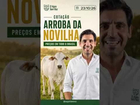 BOI GORDO HOJE: veja os preços de referência do boi, da vaca e da novilha
