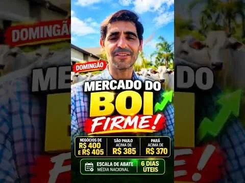 🚨🐂 DOMINGÃO E O MERCADO DO BOI SEGUE FIRME! ARROBA A R$ 400 E NEGÓCIOS CHEGANDO A R$ 405!