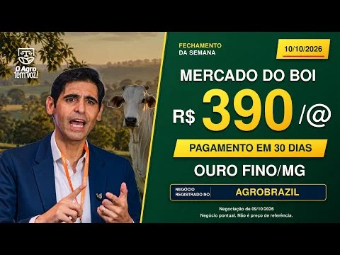 R$ 390/@ EM OURO FINO/MG! E na sua região, quanto pagaram pelo boi?