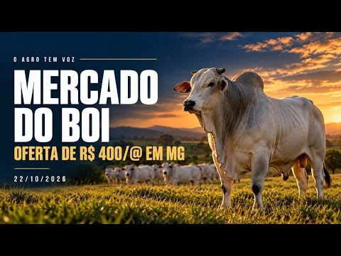 BOI GORDO HOJE: veja os preços do boi, da vaca e da novilha em 17 praças