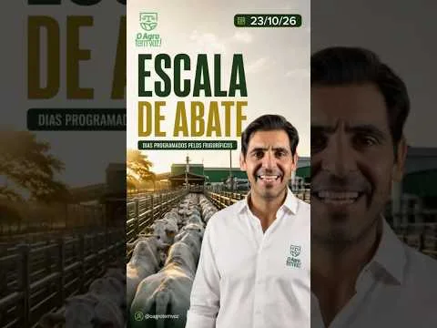 BOI GORDO HOJE: veja os preços  do boi, da vaca e da novilha para 30 dias, além das escalas de abate