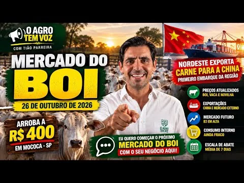 BOI GORDO A R$ 400/@! Arroba sobe na B3 após eleições | Mercado do Boi 26/10