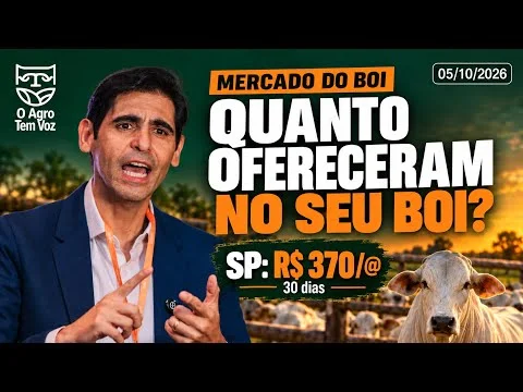 MERCADO DO BOI HOJE: quanto ofereceram pela arroba na sua região nesta segunda-feira pós-eleição?